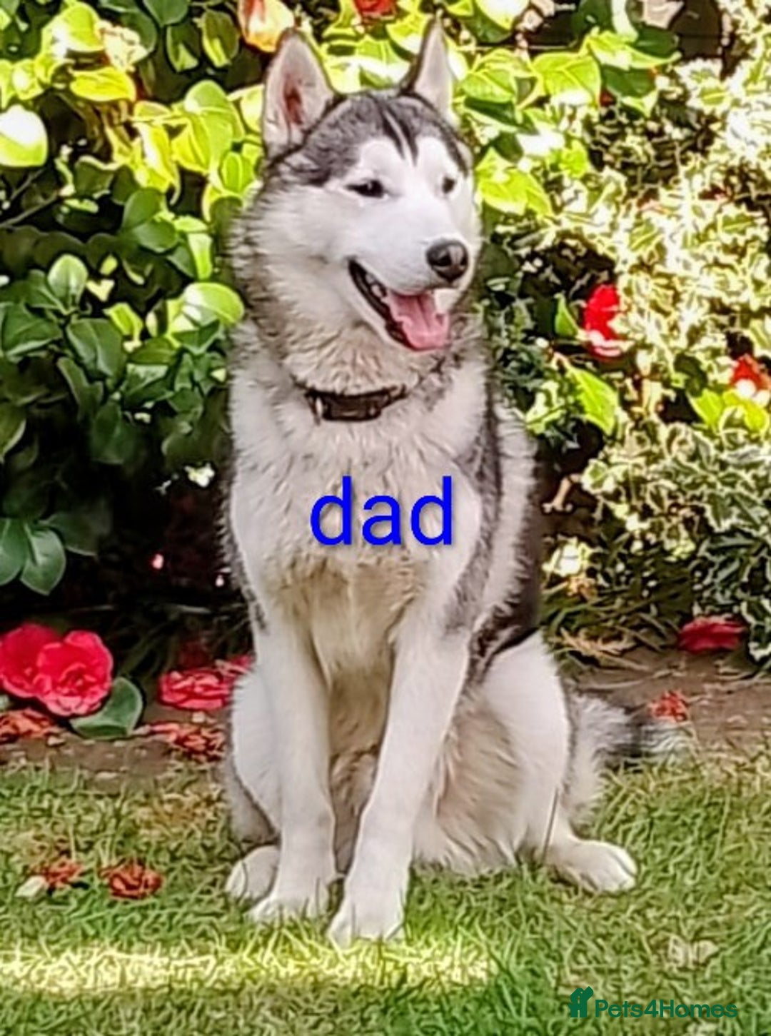 Siberian Husky dogs for sale: 2 beautiful female Siberian huskys - Image 5