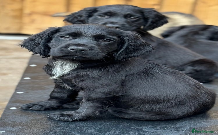 Sprocker dogs in Coalville - Advert 10