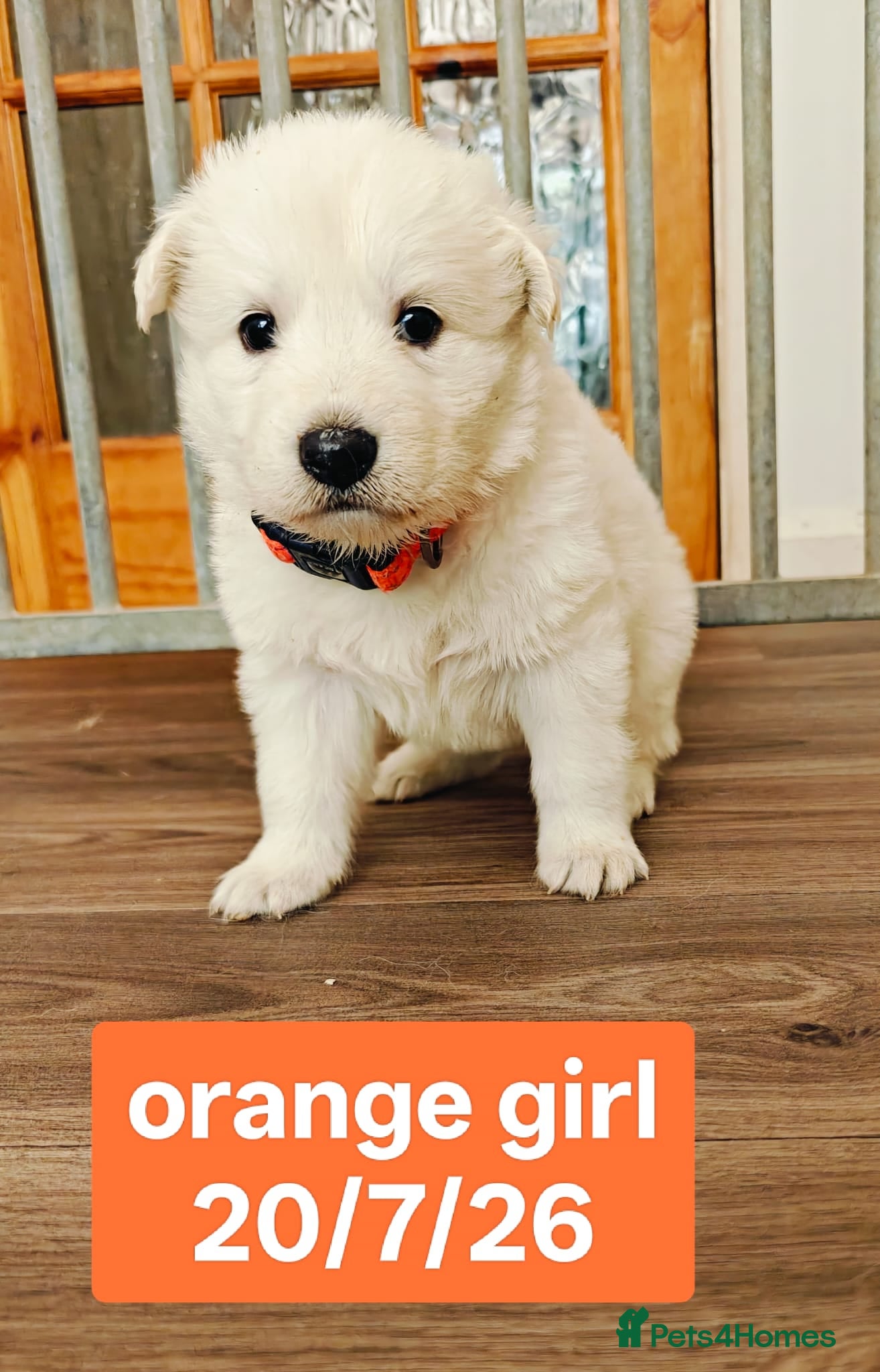 White Swiss Shepherd dogs Stunning KC reg long-coated White Swiss Shepherd - Advert 2
