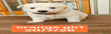 Orange Collar girl