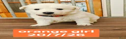 White Swiss Shepherd dogs for sale: Stunning KC reg long-coated White Swiss Shepherd - Advert 11