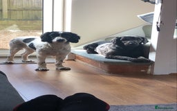 Sprocker dogs for sale: Sprocker Puppies x2 Male - Image 8