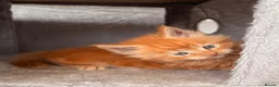 Maine Coon cats for sale: Maine coon babies ready to reserve  - Advert 12