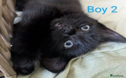 Mixed Breed cats for sale: Kittens for sale - Image 6
