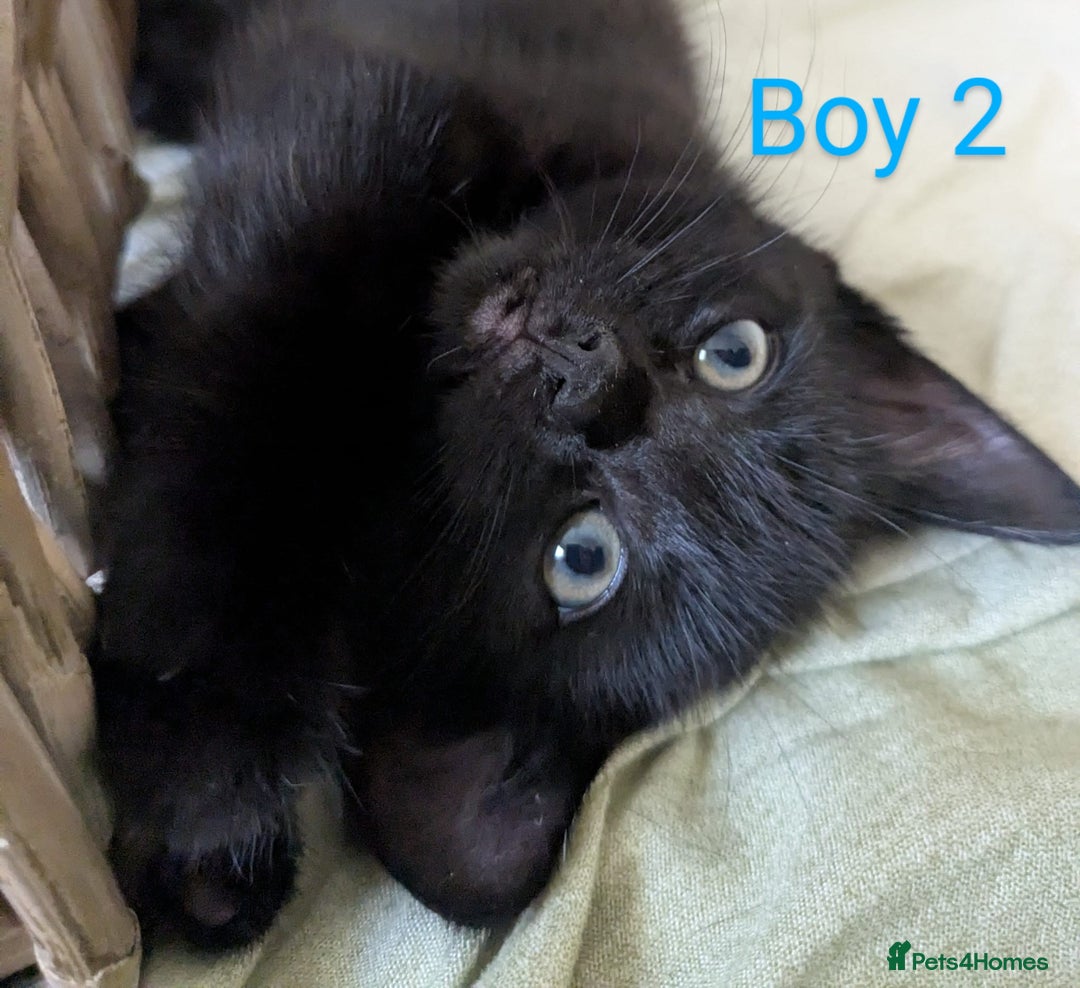 Mixed Breed cats for sale: Kittens for sale - Image 6