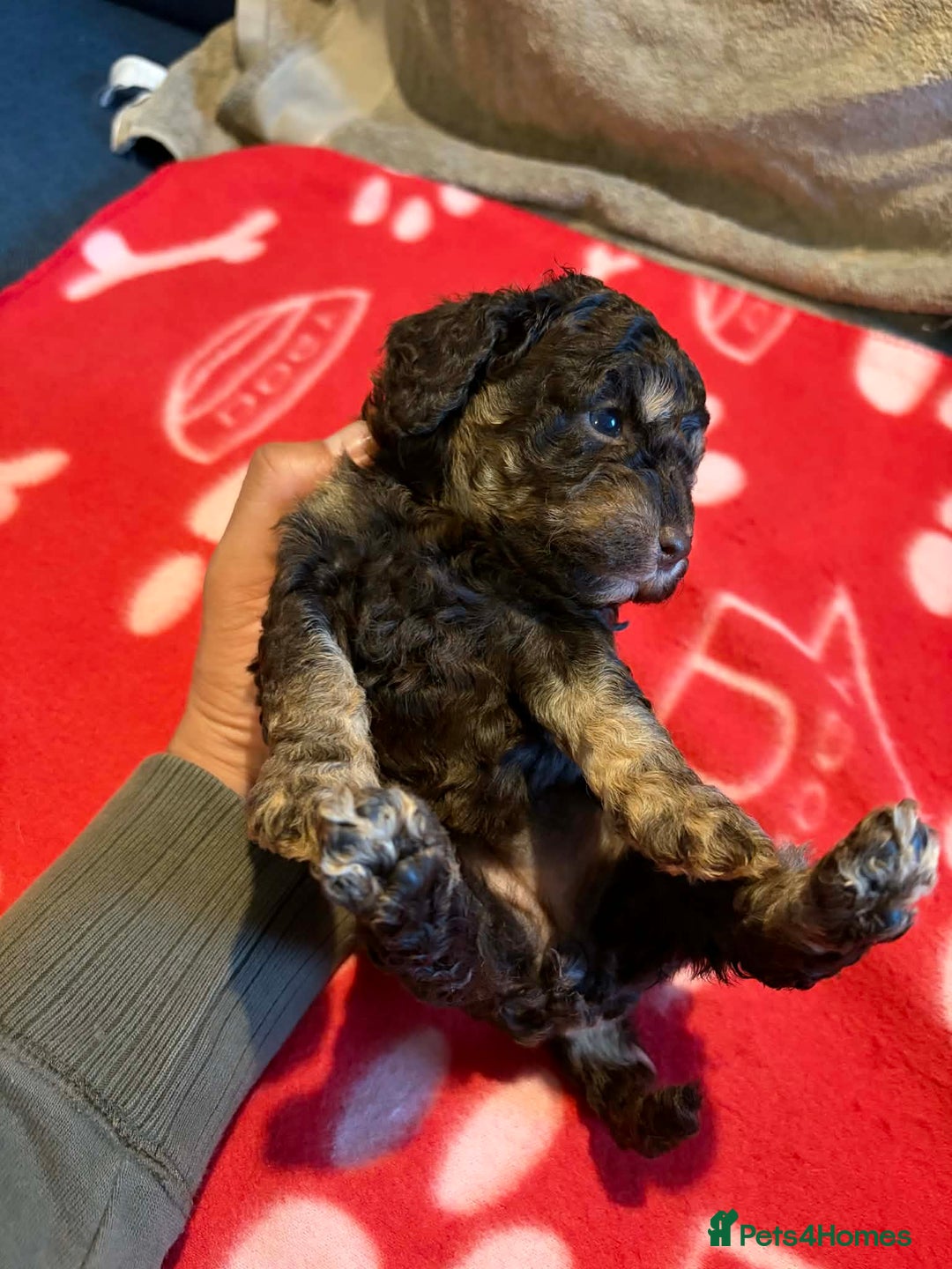 Cockapoo dogs for sale: Stunning health tested F1b toy cockapoos - Advert 11