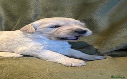 Golden Retriever dogs for sale: Golden Retriever huge big boned male puppy - Advert 5