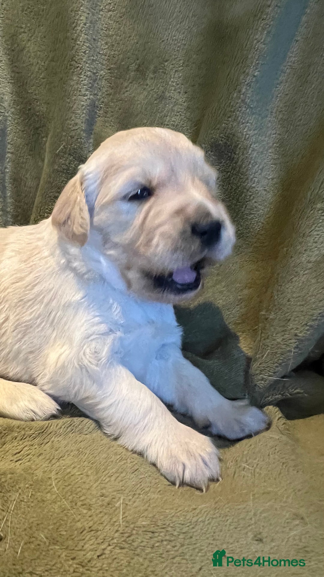 Golden Retriever dogs for sale: Golden Retriever huge big boned male puppy - Advert 5