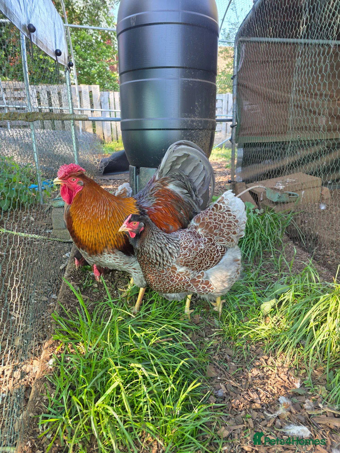 Chickens poultry for sale: Quartet of blue laced wyandotte large fowl - Advert 1