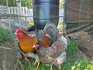 Chickens poultry Quartet of blue laced wyandotte large fowl - Advert 14