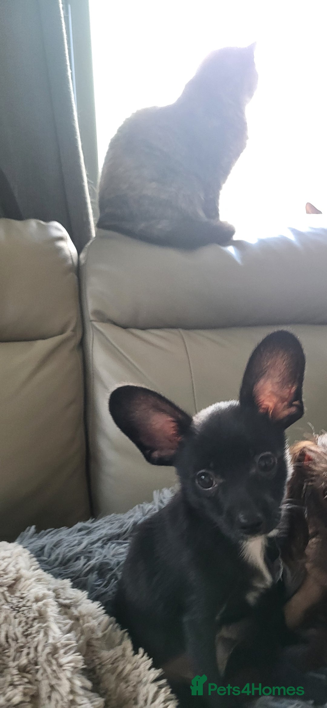 Mixed Breed dogs for sale:  Reserved Boy Small Male Papillon Cross Chihuahua  - Image 14