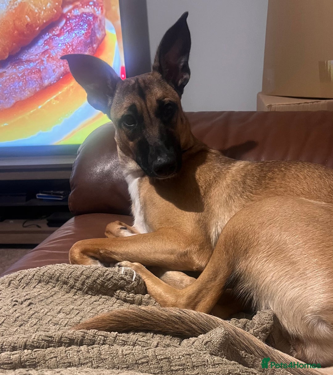 Mixed Breed dogs for sale: Maggie, 11months. Mali/GermanShep X Greyhound - Image 1