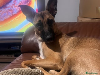 Mixed Breed dogs - Advert 1