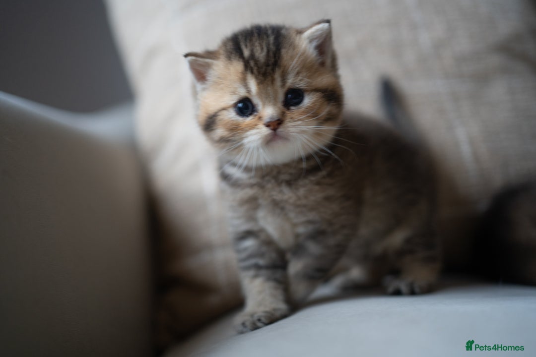 British Shorthair cats for sale: 1 girl available  - Advert 7