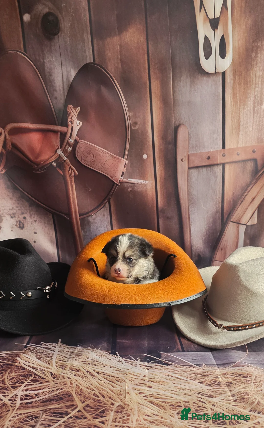 Welsh Corgi Pembroke dogs for sale: Outstanding Welsh Pembroke Corgi Puppies - Advert 24