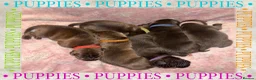 Staffordshire Bull Terrier dogs for sale: Beautiful Blue Staffy Pups - Advert 5