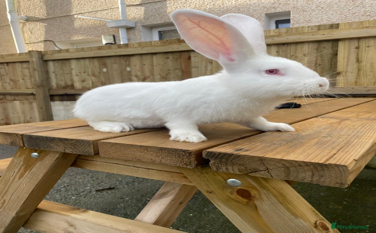 Continental Giant rabbits - Advert 14