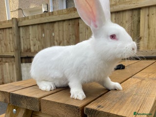 Continental Giant rabbits - Advert 16