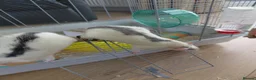 Rat rodents for sale: 2 male rats in Thetford - Advert 9