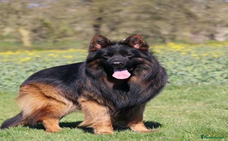 German Shepherd dogs - Advert 2