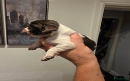Cocker Spaniel dogs for sale: Kc registered mixed litter - Image 16