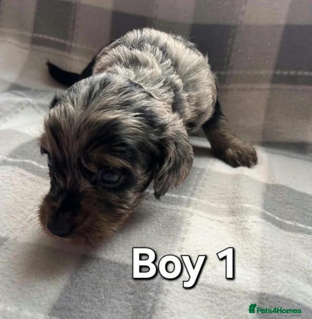 Cockapoo dogs x1 Girl & x4 Boys Available - Cockapoo Puppies  - Advert 2