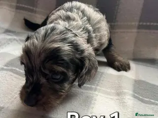 Cockapoo dogs x1 Girl & x4 Boys Available - Cockapoo Puppies - Advert 2