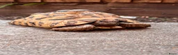 Tortoise reptiles for sale: Male leopard tortoise  - Advert 3