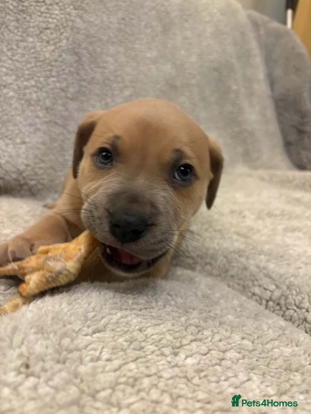 Mixed Breed dogs for sale: Amstaff x Staffy puppies - Advert 4