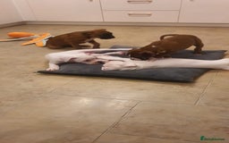 Boxer dogs for sale: Stunning male boxer puppies  - Image 5