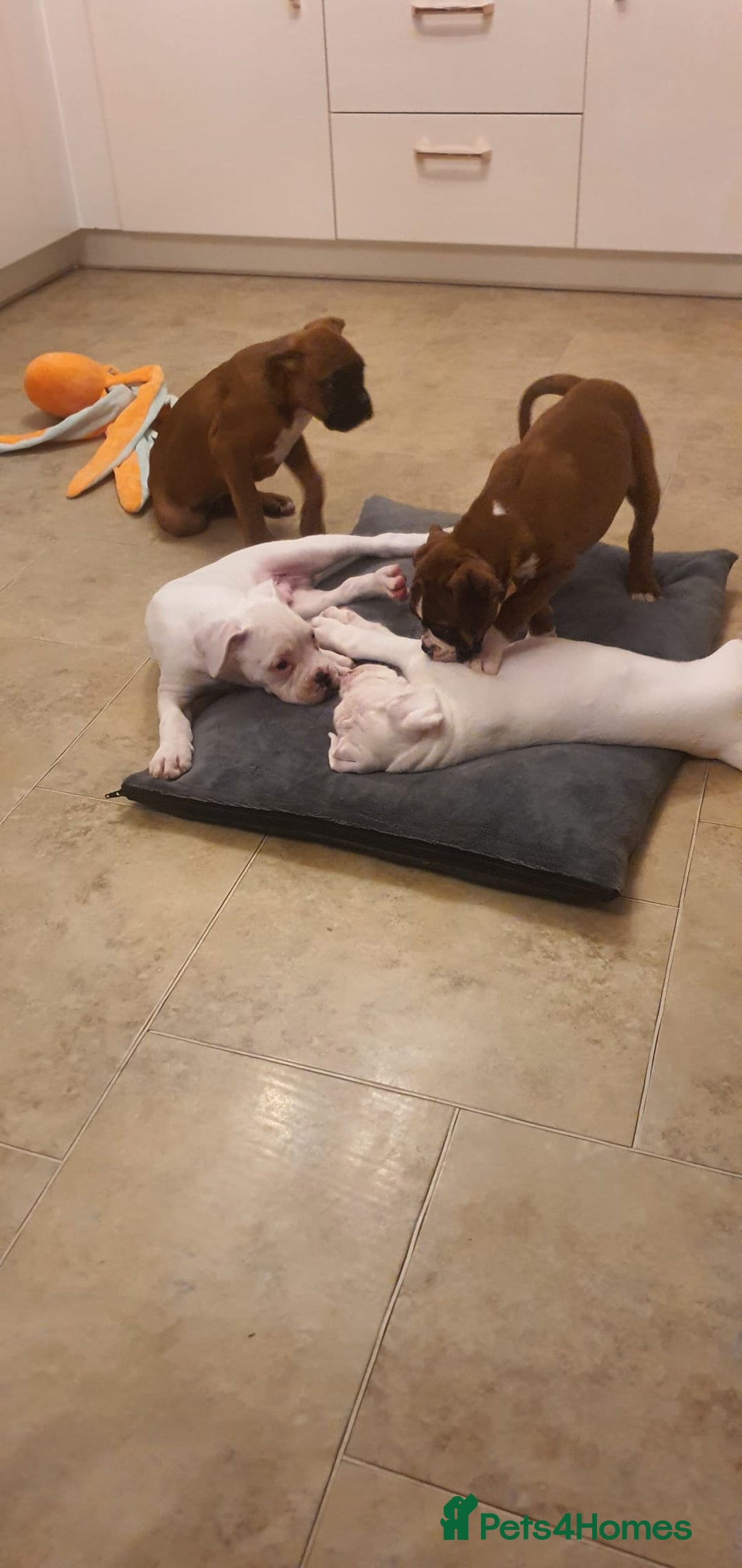 Boxer dogs for sale: Stunning male boxer puppies  - Image 5