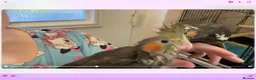 Cockatiels birds for sale: Young cocktails  - Advert 5
