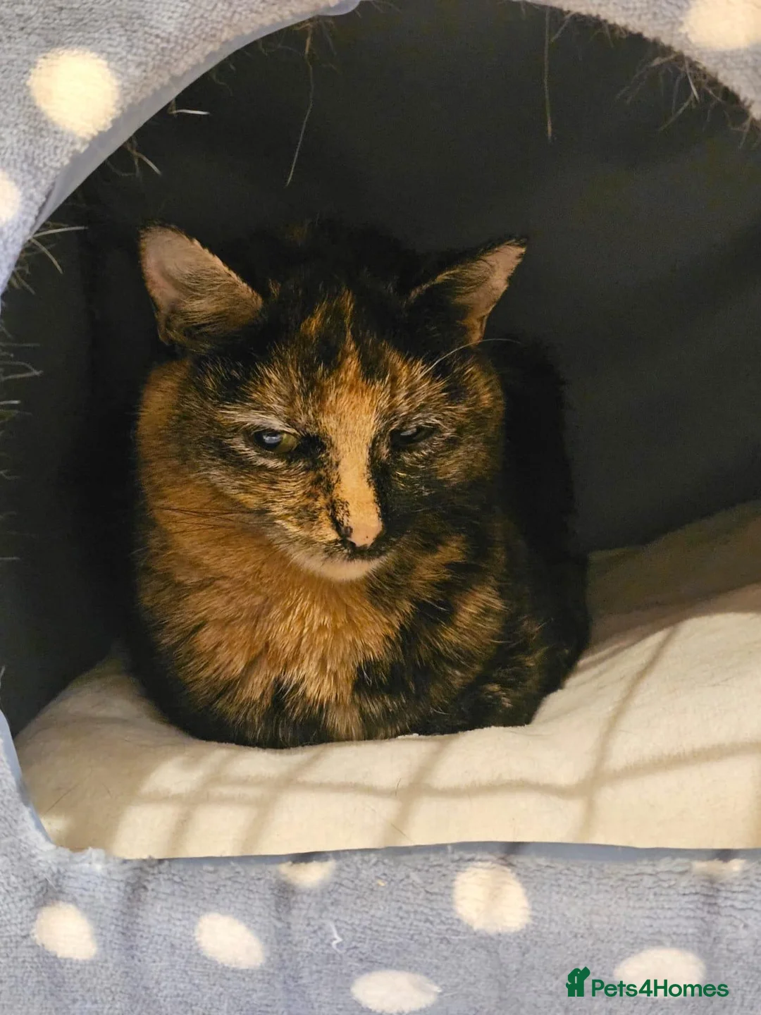 Mixed Breed cats for adoption: Young Tortoiseshell female rescue cat - Twix - Advert 1