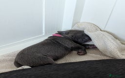 Cane Corso dogs for sale: European cane corsos  - Image 9