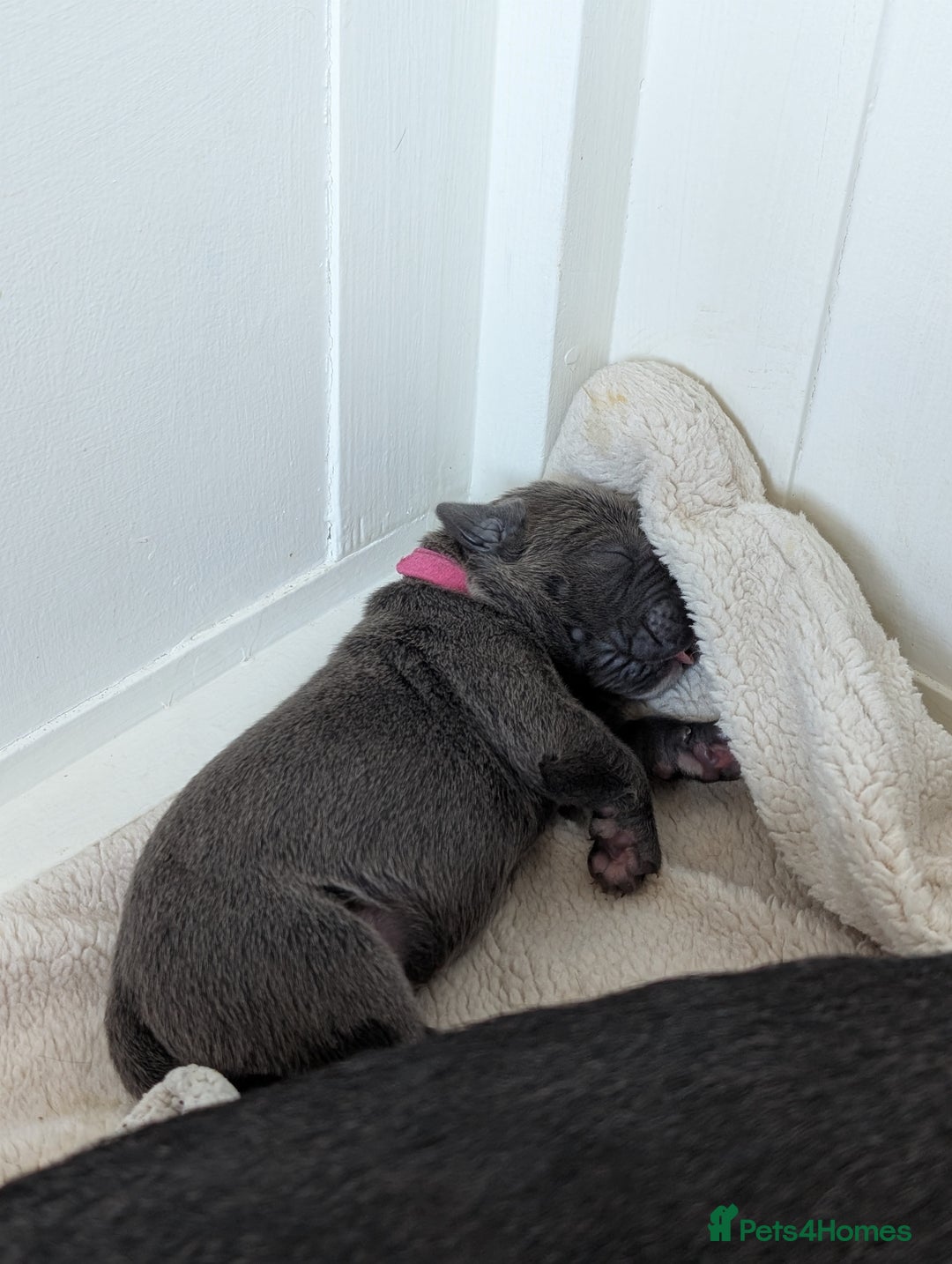 Cane Corso dogs for sale: European cane corsos  - Image 9