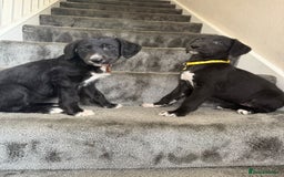 Mixed Breed dogs for sale: Lurcher puppies  - Image 2