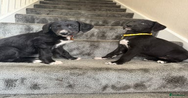 Mixed Breed dogs - Advert 6