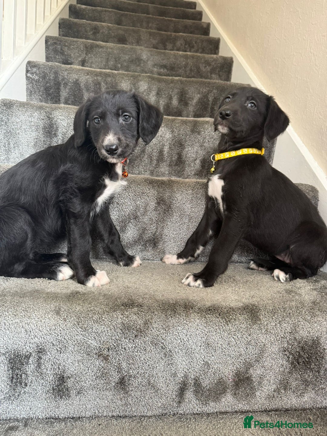 Mixed Breed dogs for sale: Lurcher puppies  - Image 2