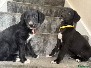 Mixed Breed dogs - Advert 1