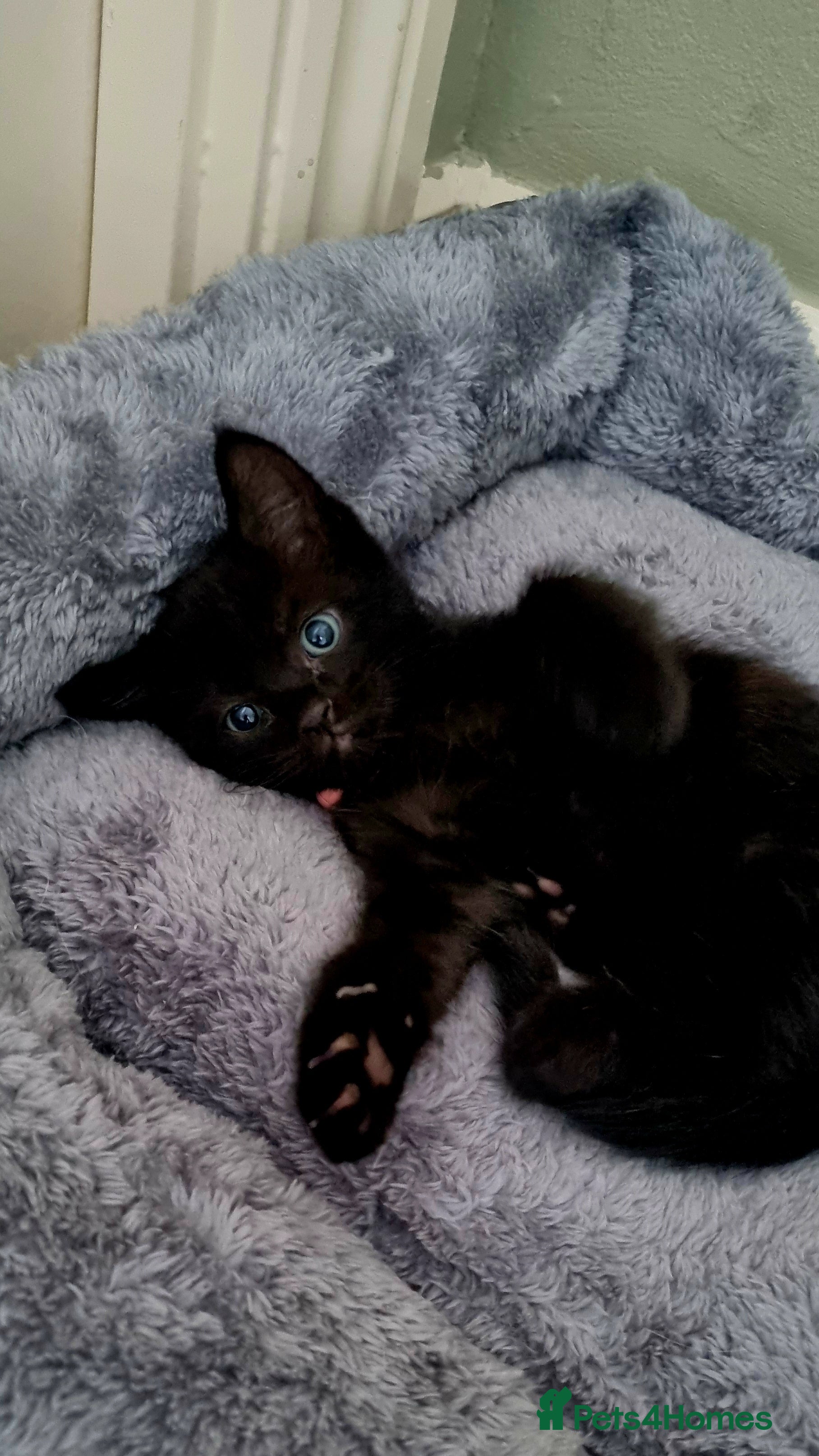 Ragdoll cats Gorgeous Ragdoll cross kittens  - Advert 17