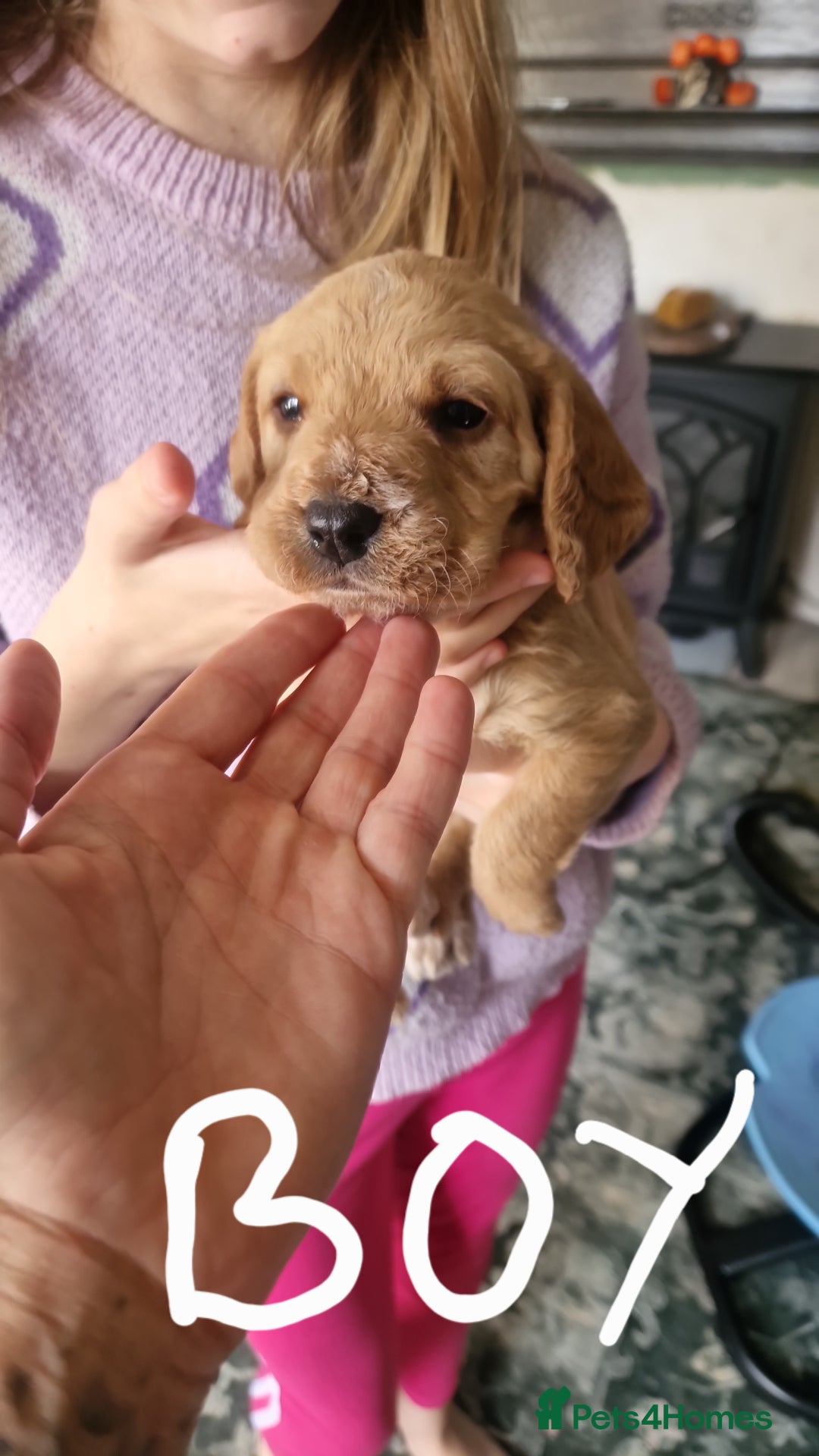 Mixed Breed dogs for sale: Vizlapoo/ Cockapoo puppies - Image 3