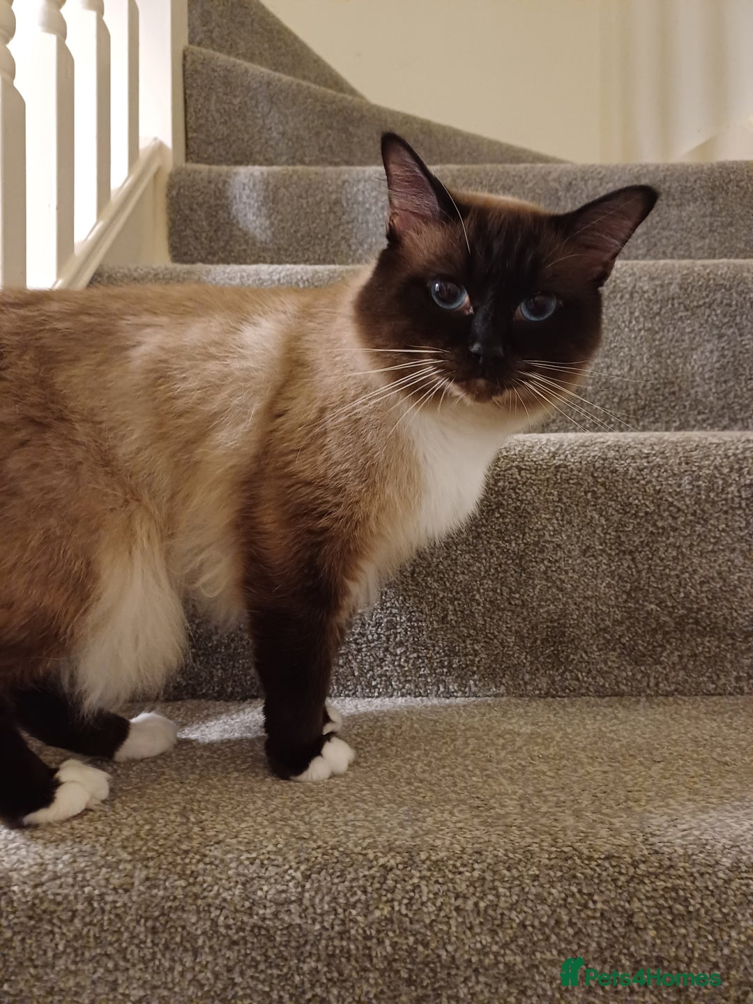 Mixed Breed cats for sale: Last gorgeous male boy - Image 5