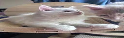 Munchkin cats for sale: Beautiful Girl kitten - Advert 1