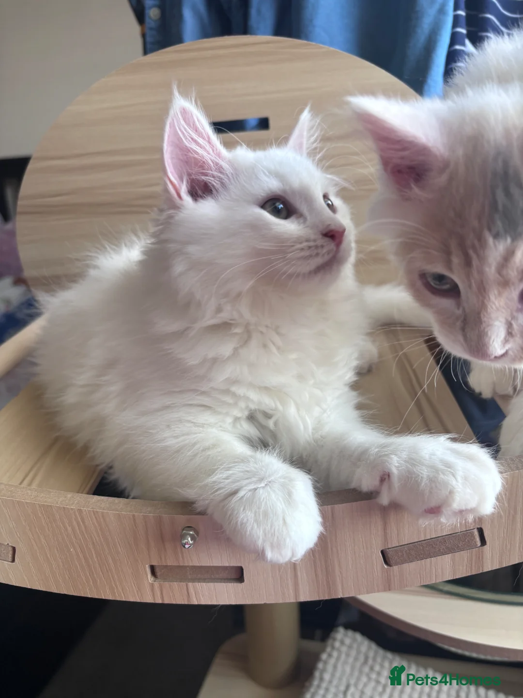 Munchkin cats for sale: Beautiful Girl kitten - Advert 1