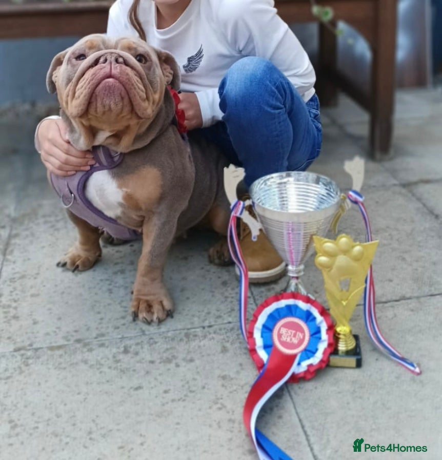 English Bulldog dogs Lilac & tan English bulldog female  - Advert 19