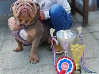 English Bulldog dogs Lilac & tan English bulldog female - Advert 19