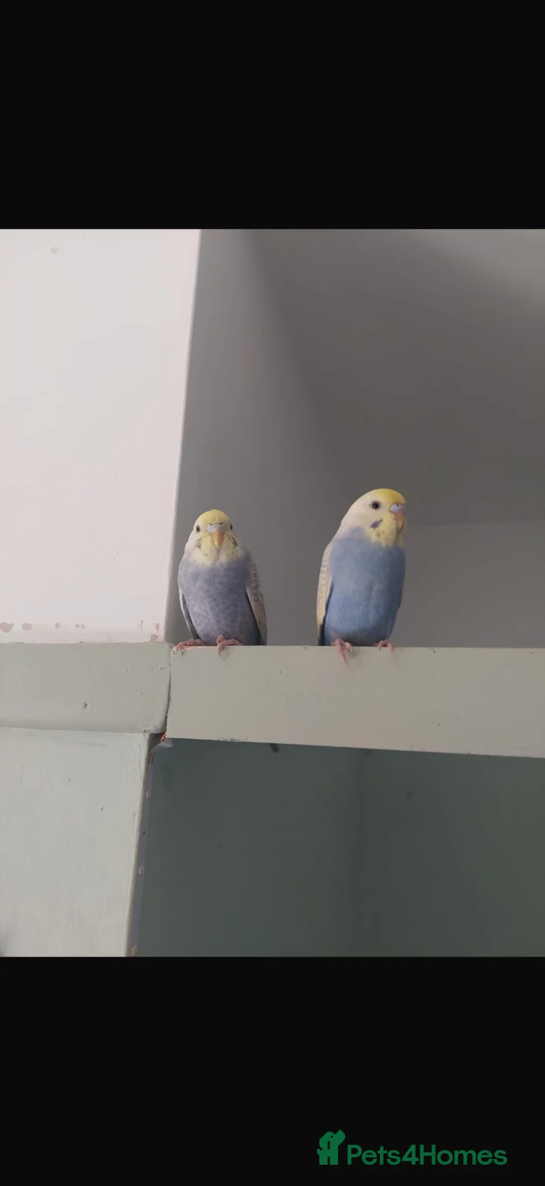 Budgerigars birds for sale: 2 rainbow budgies 6 months old - Advert 5