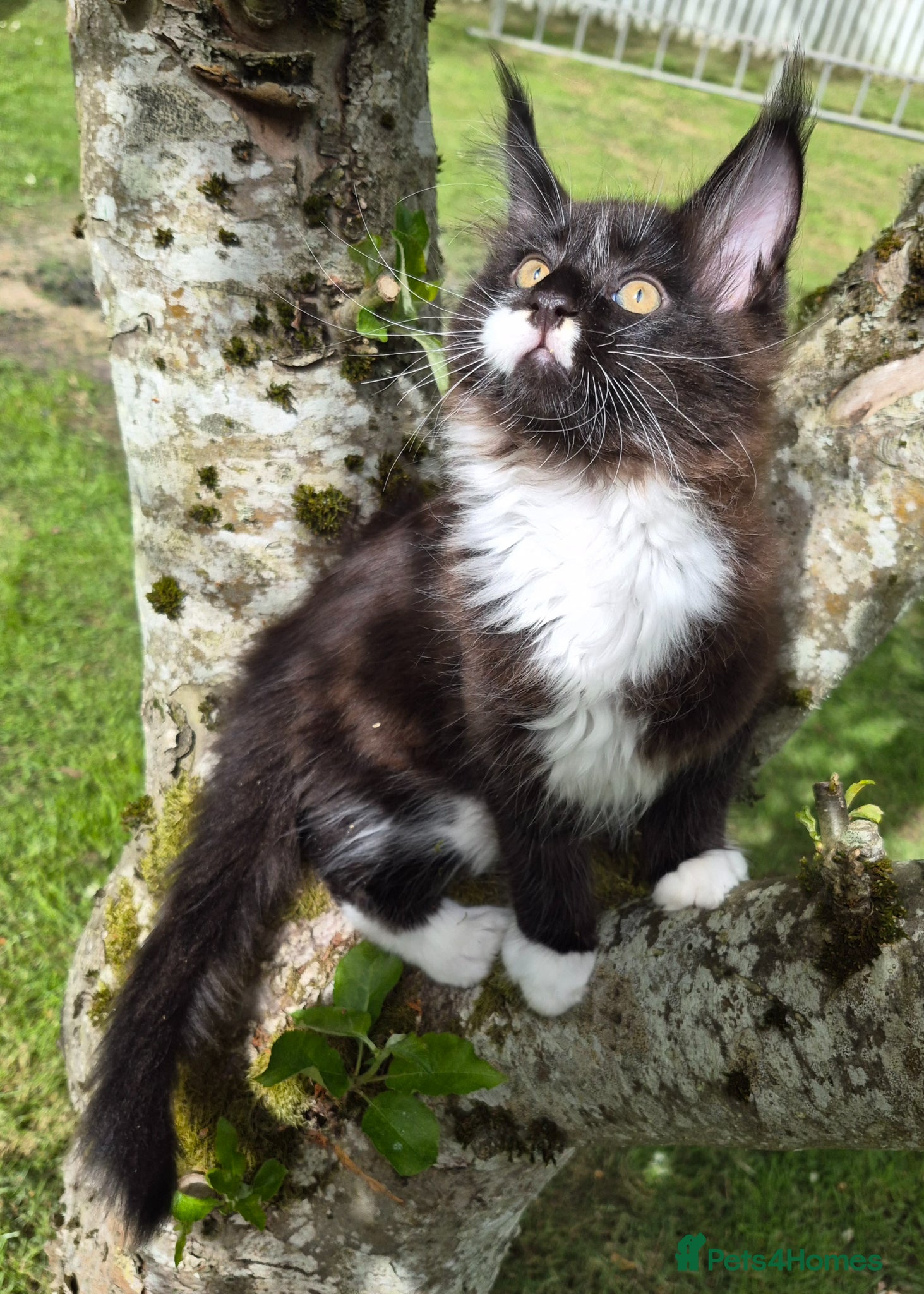 Maine Coon cats XL maine coon kittens for sale  - Advert 2