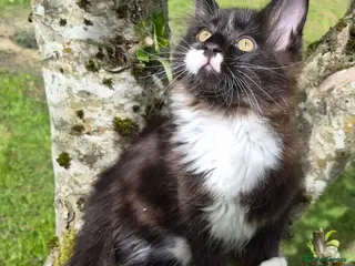 Maine Coon cats XL maine coon kittens for sale - Advert 2