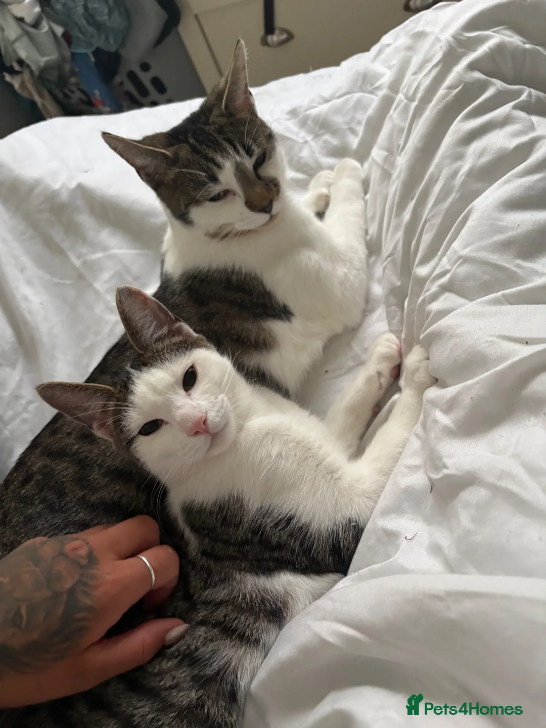 Bengal cats for sale: Bengal cross kitten - Advert 2